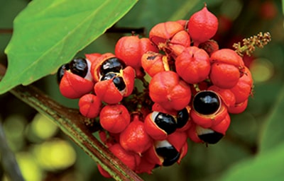 Virinex-Boost guarana
